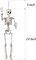 24 Inches Halloween Skeleton, LED Light Up Glowing Eyes